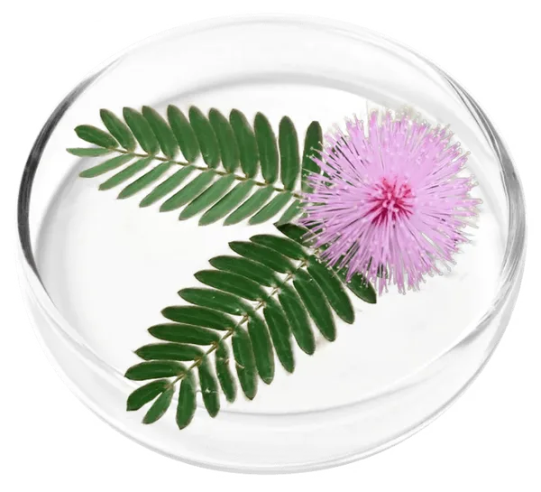 Mimosa Pudica