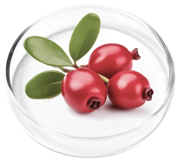 Bearberry (Uva Ursi)