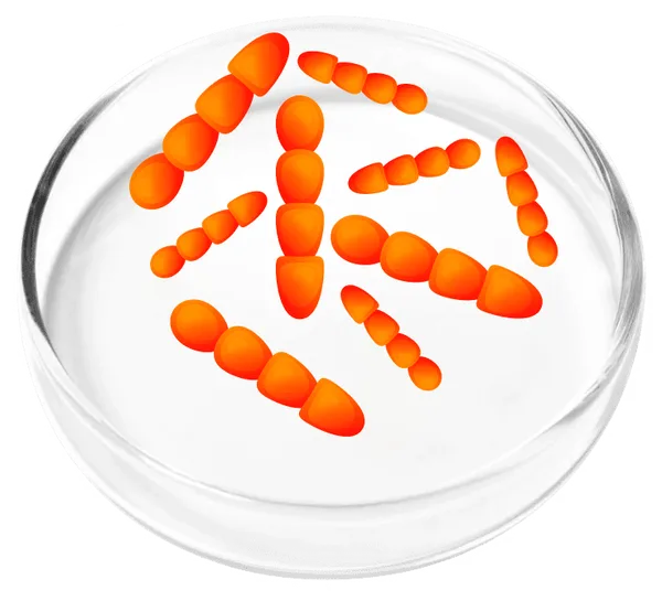 Lactobacillus crispatus