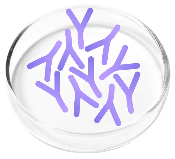 Lactobacillus plantarum
