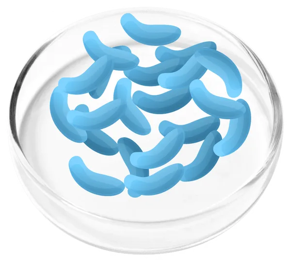 Lactobacillus gasseri